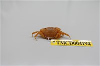 藏品(絨毛近方蟹)的圖片